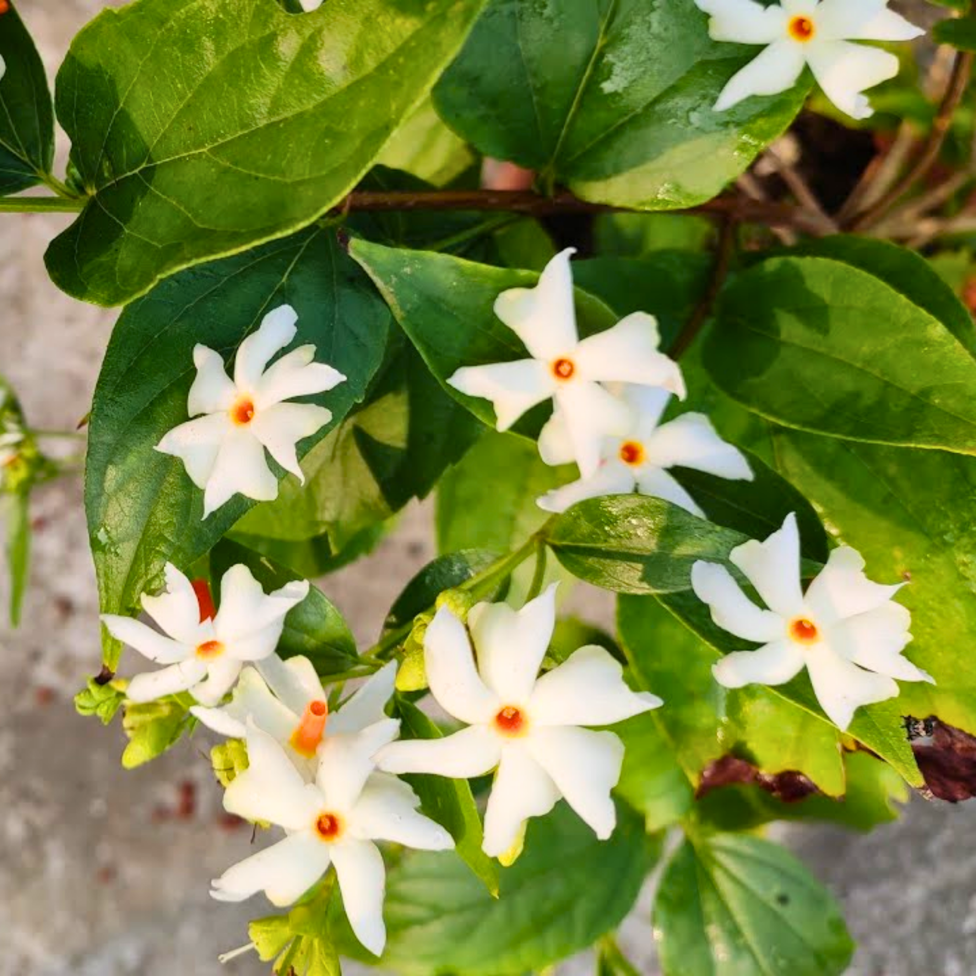 Green Paradise Parijat Plant Night-flowering jasmine Live Plant