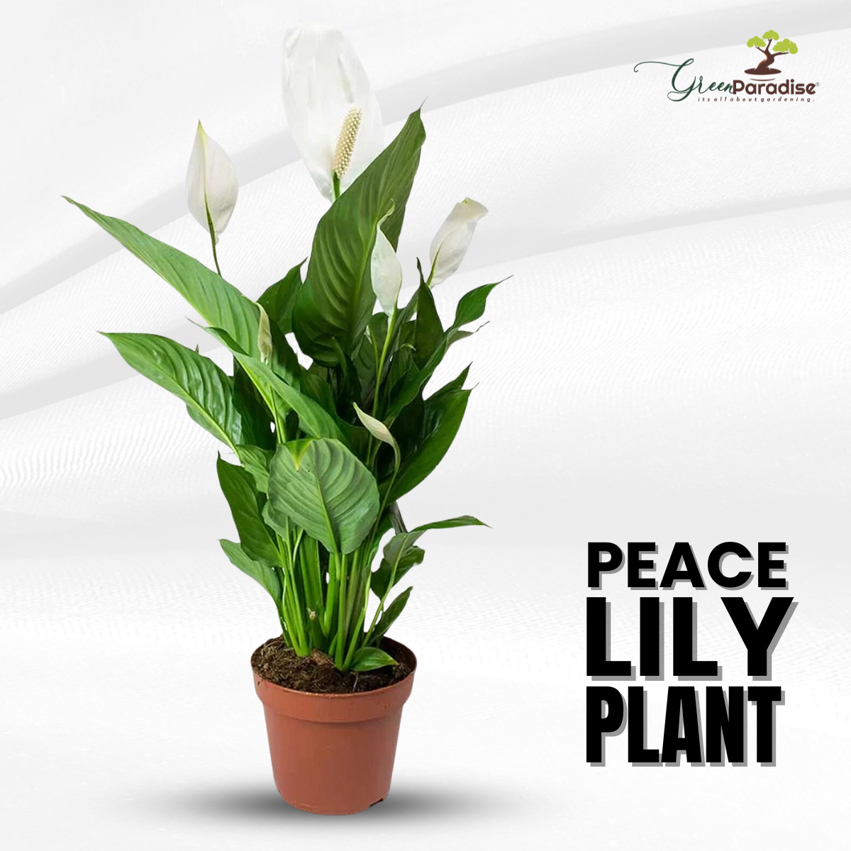 peace lily air cleaning Green Paradise® Peace Lily Spathiphyllum indoor air purifier Live Plan – GreenParadiseLive