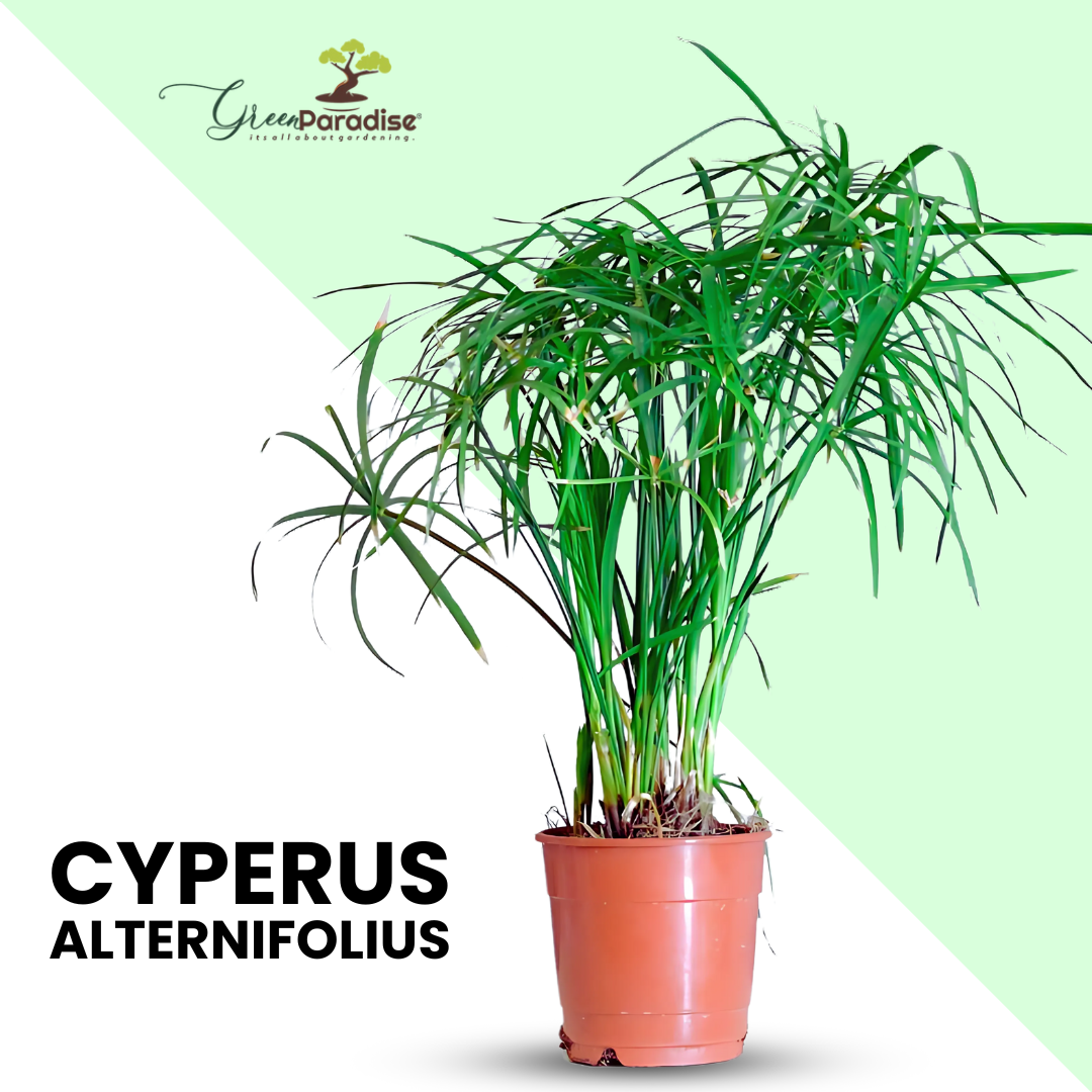 Cyperus Alternifolius Indoor Live Plant