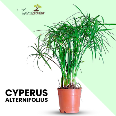 Cyperus Alternifolius Indoor Live Plant