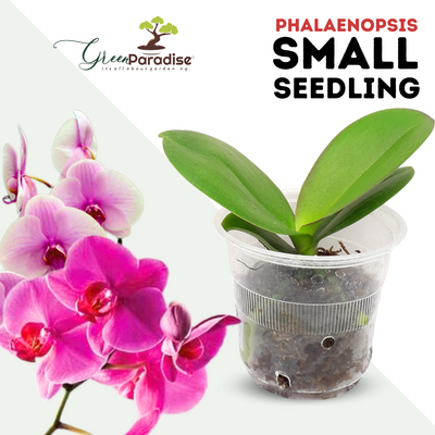 Phalaenopsis Small Seedlings ( Pack of 3)