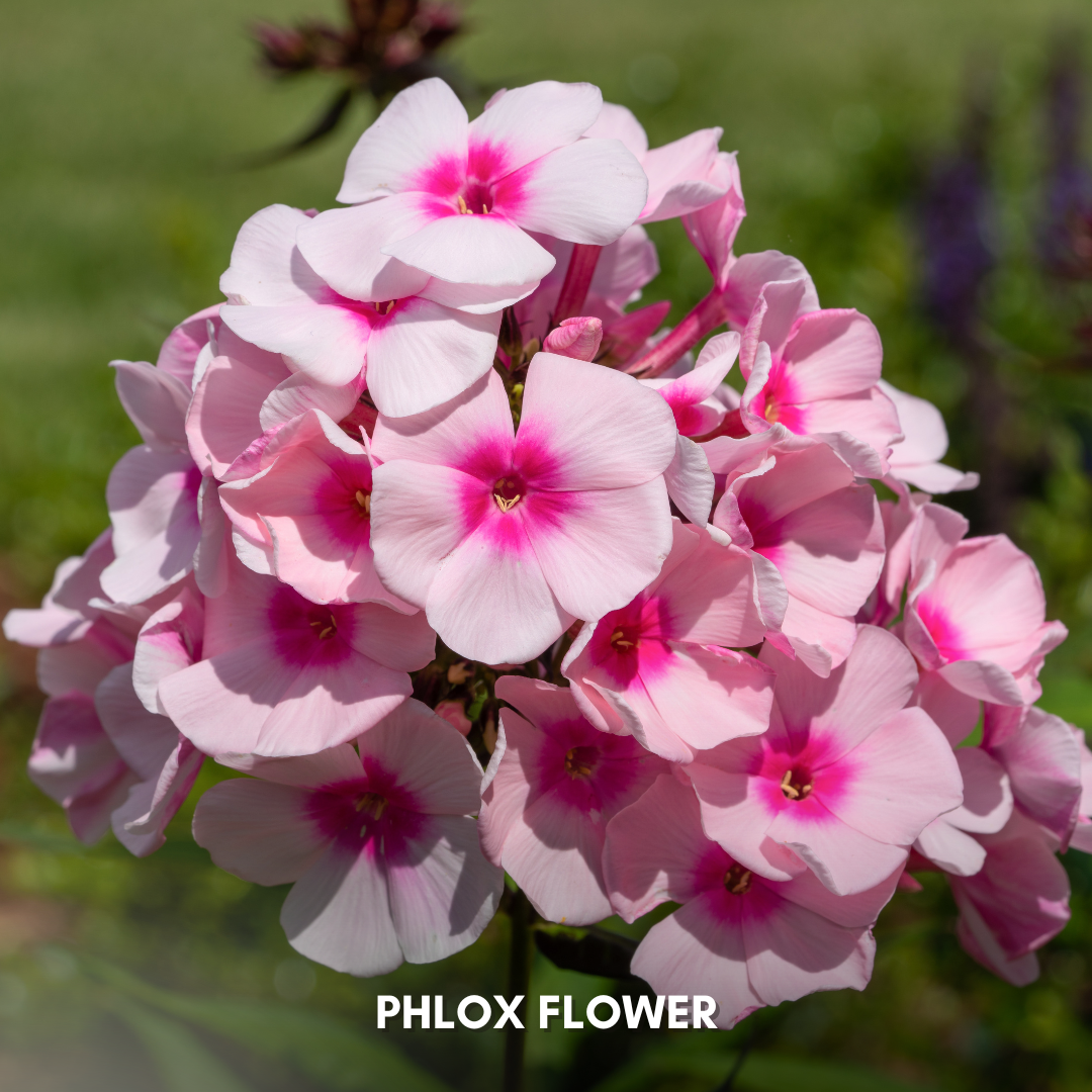 Green Paradise® Phlox Flower (Improved) Seeds Pack