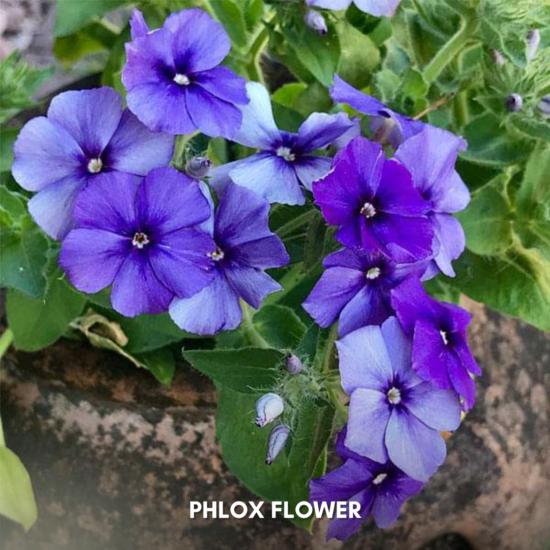 Green Paradise® Phlox Flower (Improved) Seeds Pack