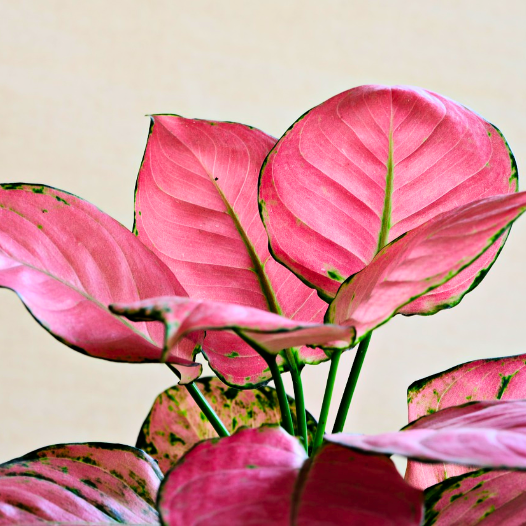 Live Indoor Air Purifying Rotundum Hybrid 'Anjamani Red' Aglaonema Plant with Pot