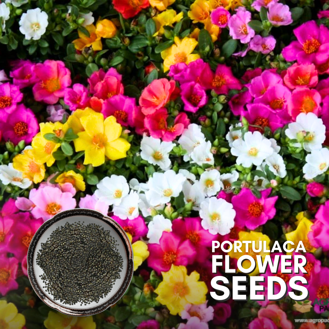 portulaca flower seeds online Green Paradise® Portulaca Hybrid Seeds Pack – GreenParadiseLive
