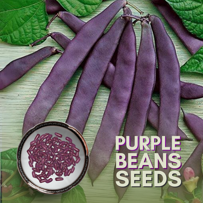 Green Paradise® Purple Beans Seeds Pack