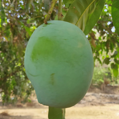 Exclusive Rajapuri Mango Plant Grafted Plant