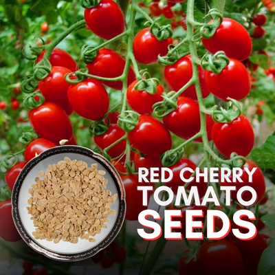 Green Paradise® Red Cherry Tomato Seeds