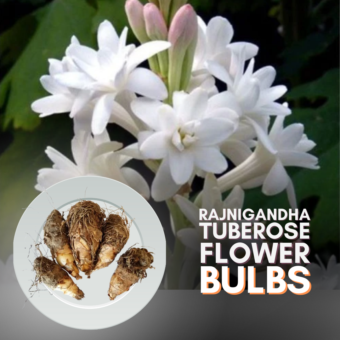 Green Paradise® Rajnighandha Multipetals Polianthes Tuberosa Tube Rose Flower Bulbs (Pack of 20)