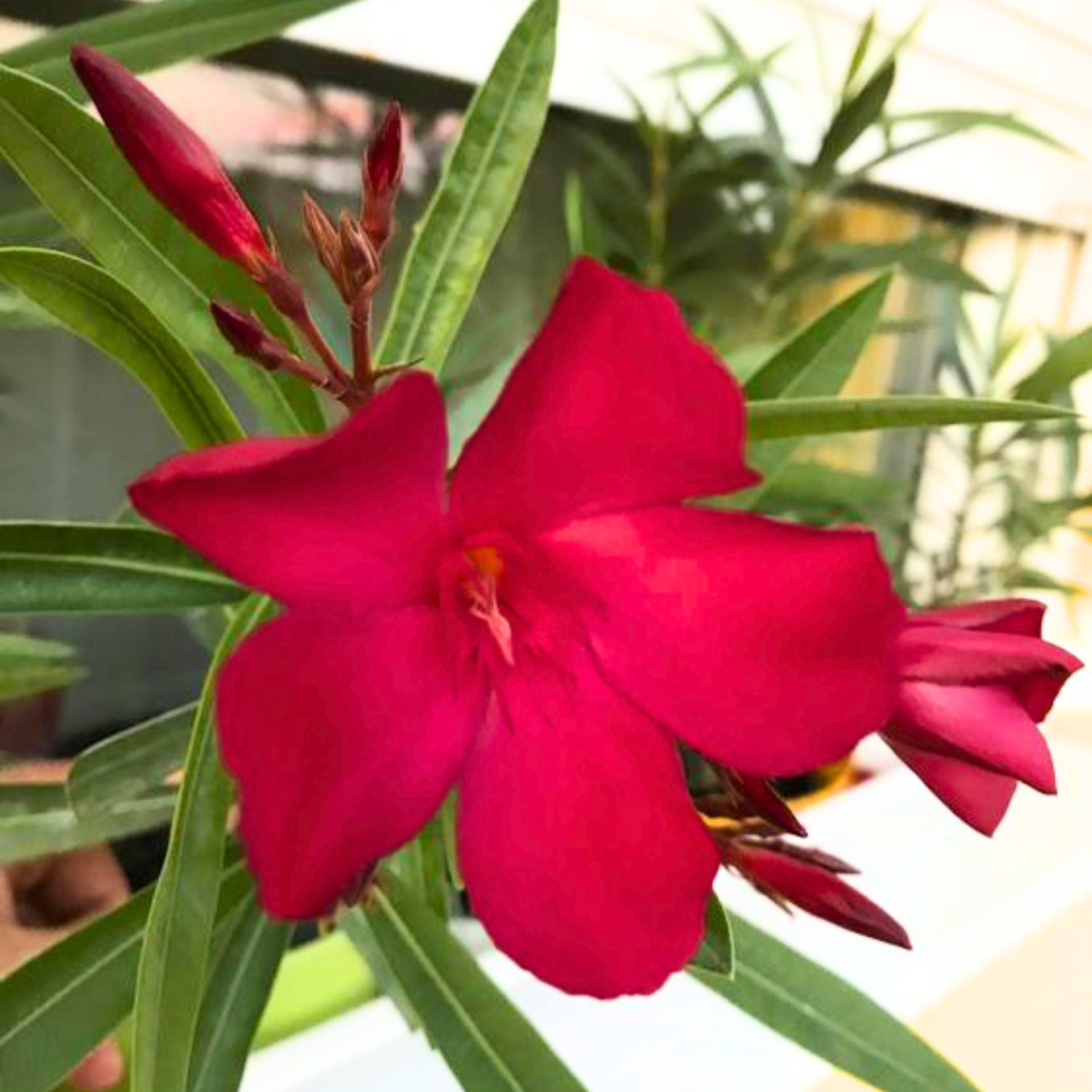 Red Nerium Oleander Kaner Dwarf Live Healthy Plant