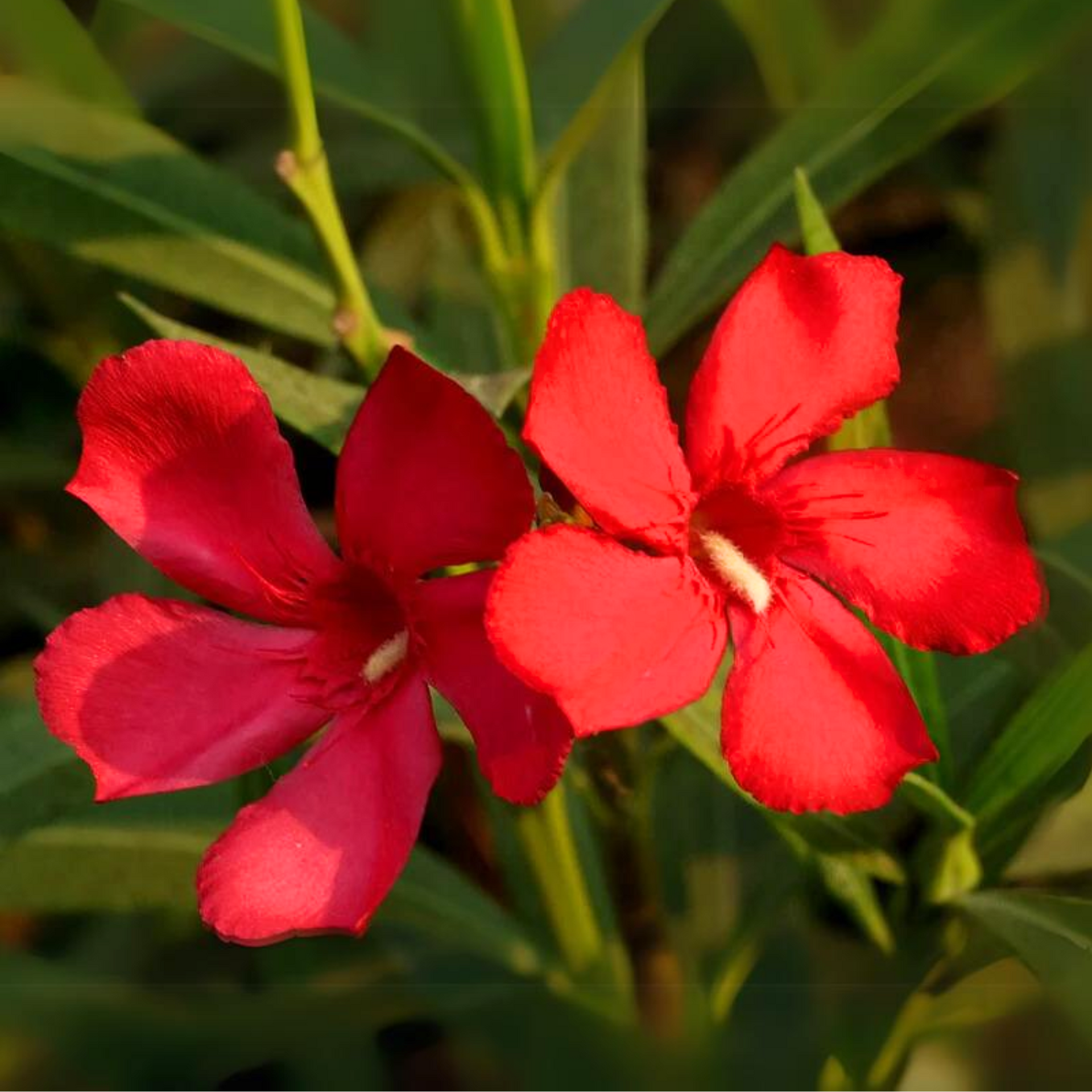 Red Nerium Oleander Kaner Dwarf Live Healthy Plant