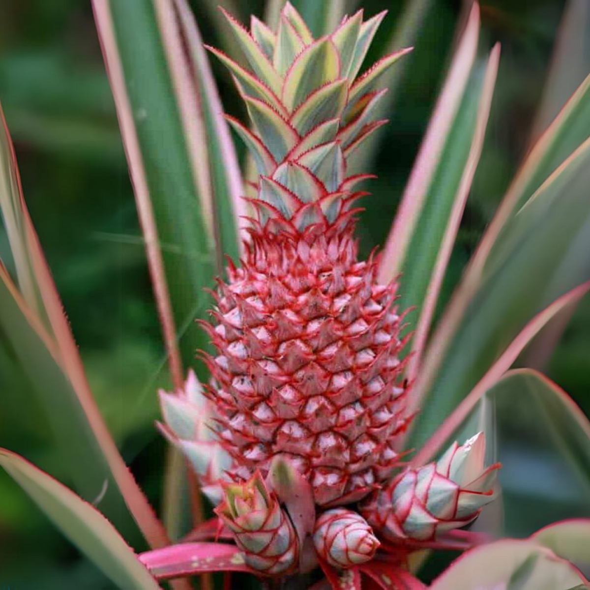 Green Paradise Red Dwarf Pine Apple Plant – GreenParadiseLive