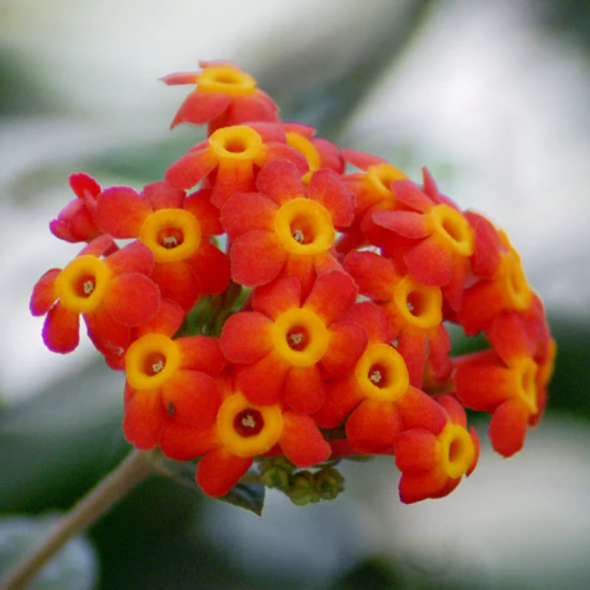 rondeletia odorata Beautiful Flowering Plant bonsai Suitable Flowering Live Sapling Plant