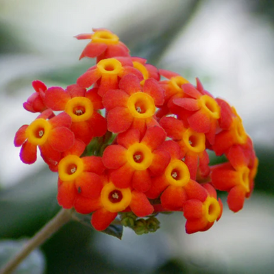 rondeletia odorata Beautiful Flowering Plant bonsai Suitable Flowering Live Sapling Plant