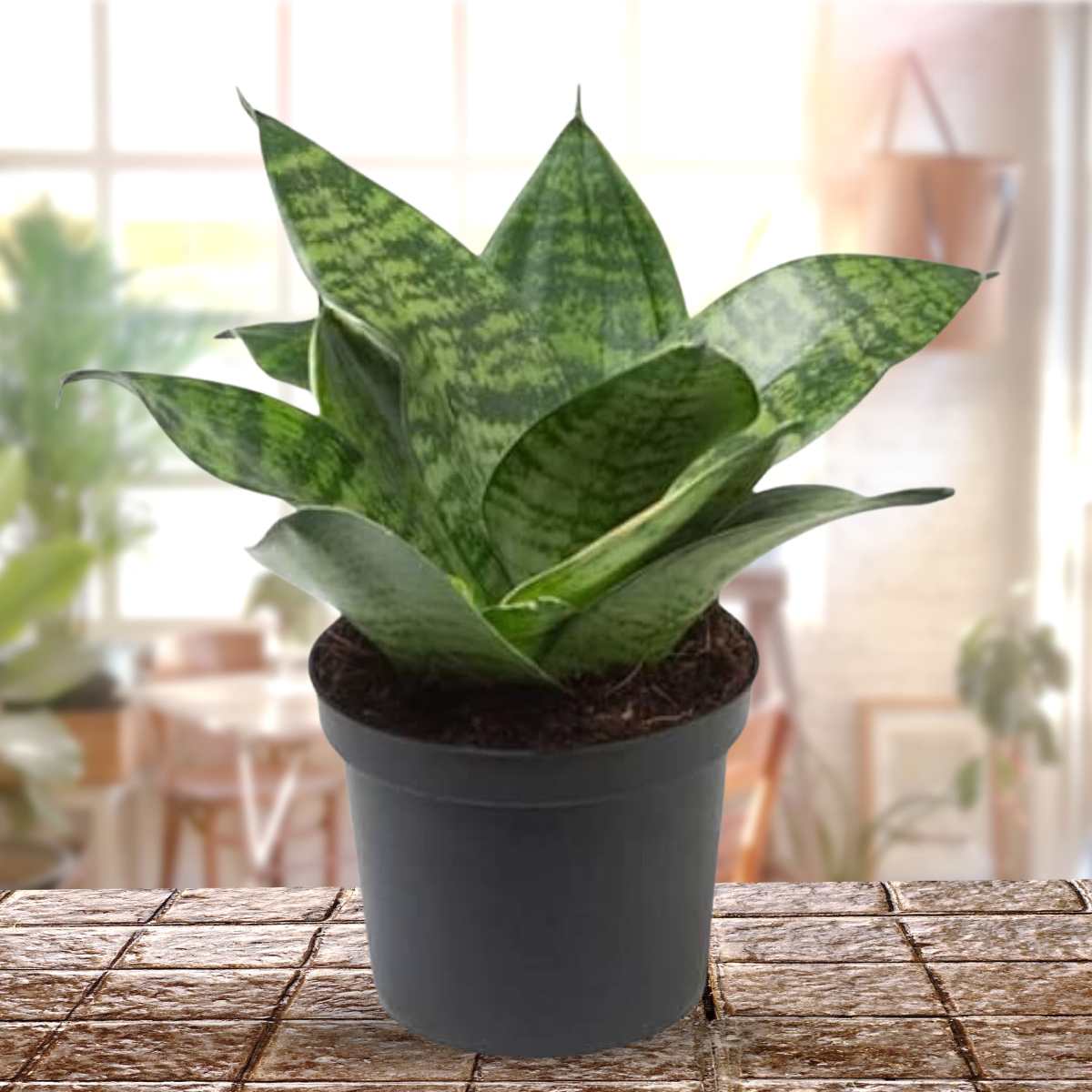 sansevieria trifasciata air purifier Air Purifier Senseveria live and Healthy Plant For Indoor –  GreenParadiseLive