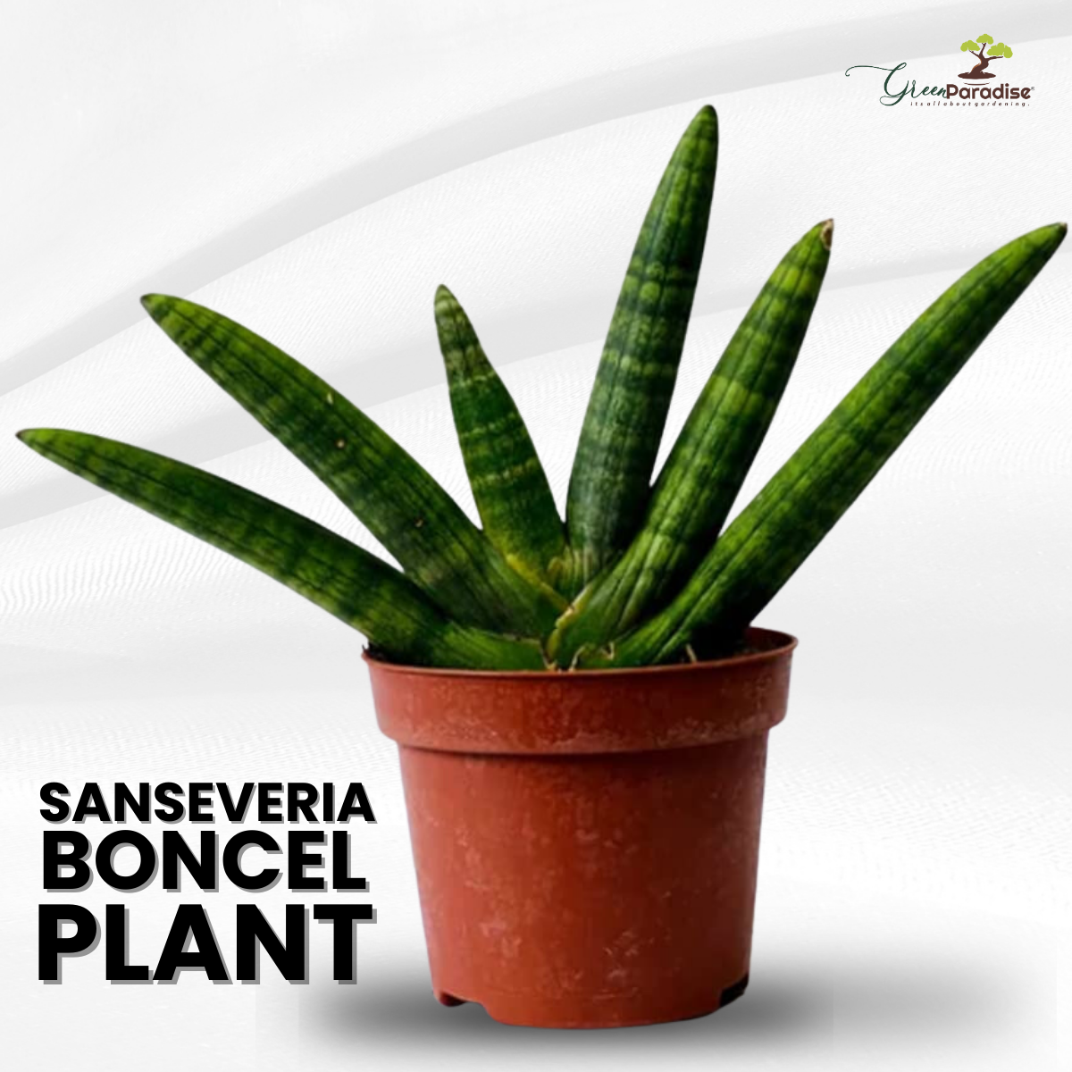 boncel snake plant sansevieria Boncel Plant – GreenParadiseLive