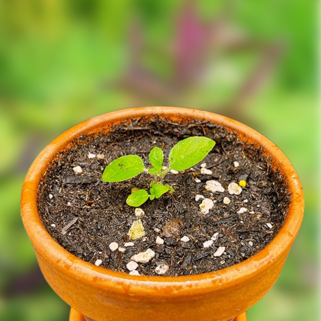 tulsi plant seeds Green Paradise® Shyam Tulsi Seeds