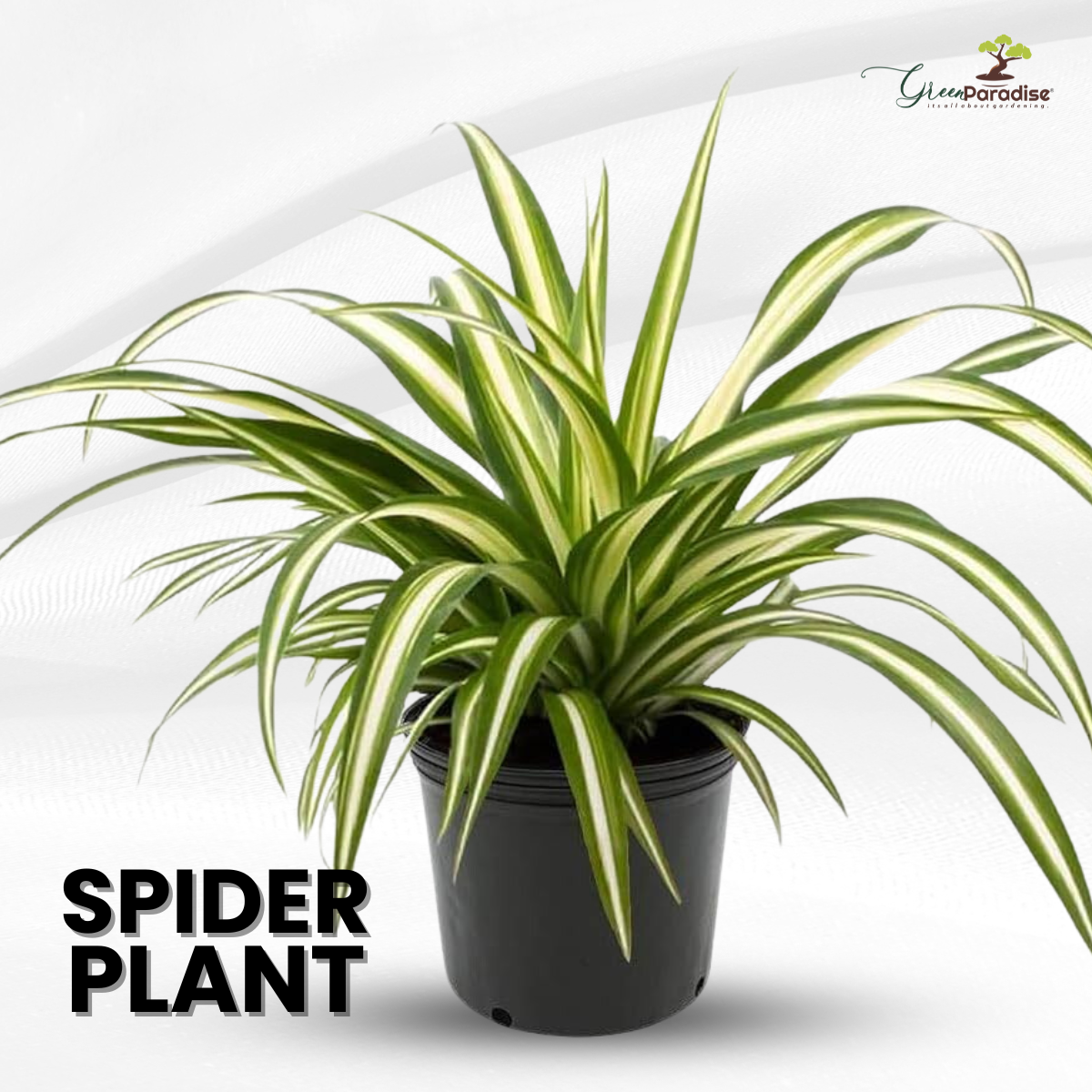 chlorophytum comosum air purifying Spider Plant Live Indoor Best air Purifying Plant Include Pot –  GreenParadiseLive