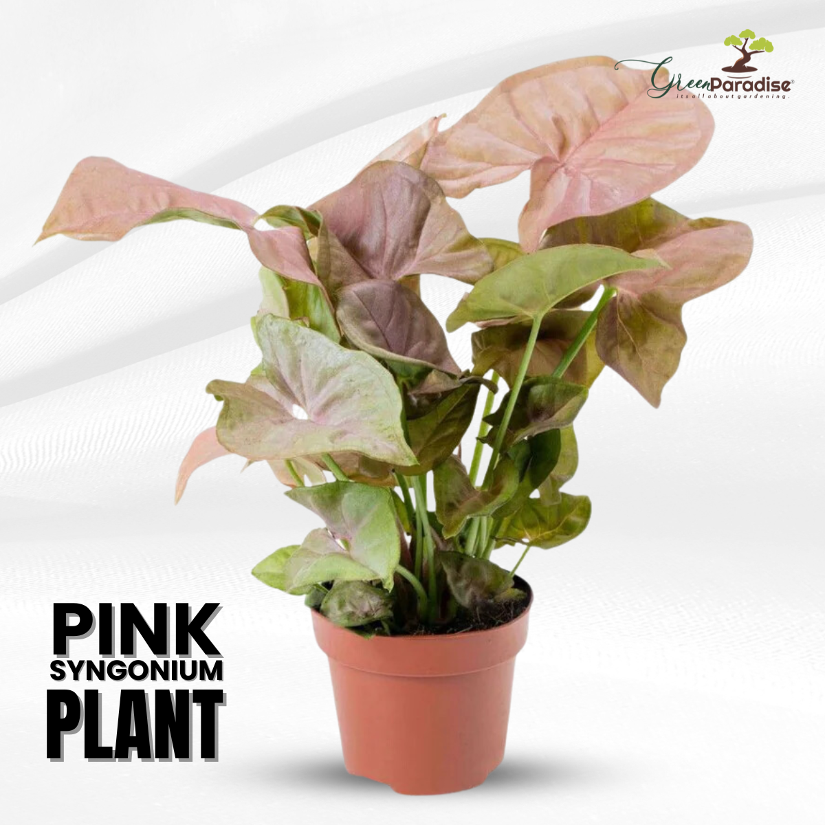 Green Paradise® Pink Syngonium Plant