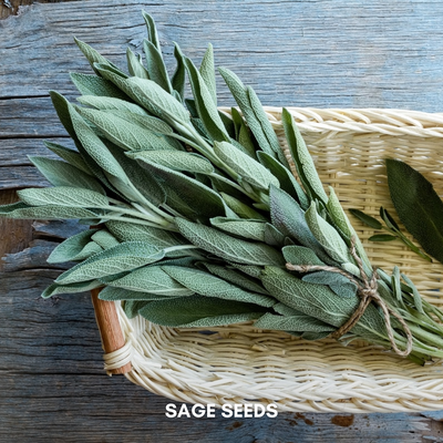Green Paradise® Imported Sage Seeds Aromatic Culinary Herb for Garden & Pots