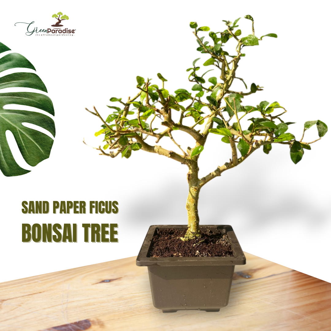 bonsai tree sand Green Paradise® Sandpaper Ficus Bonsai Streblus asper Bonsai Tree for – GreenParadiseLive