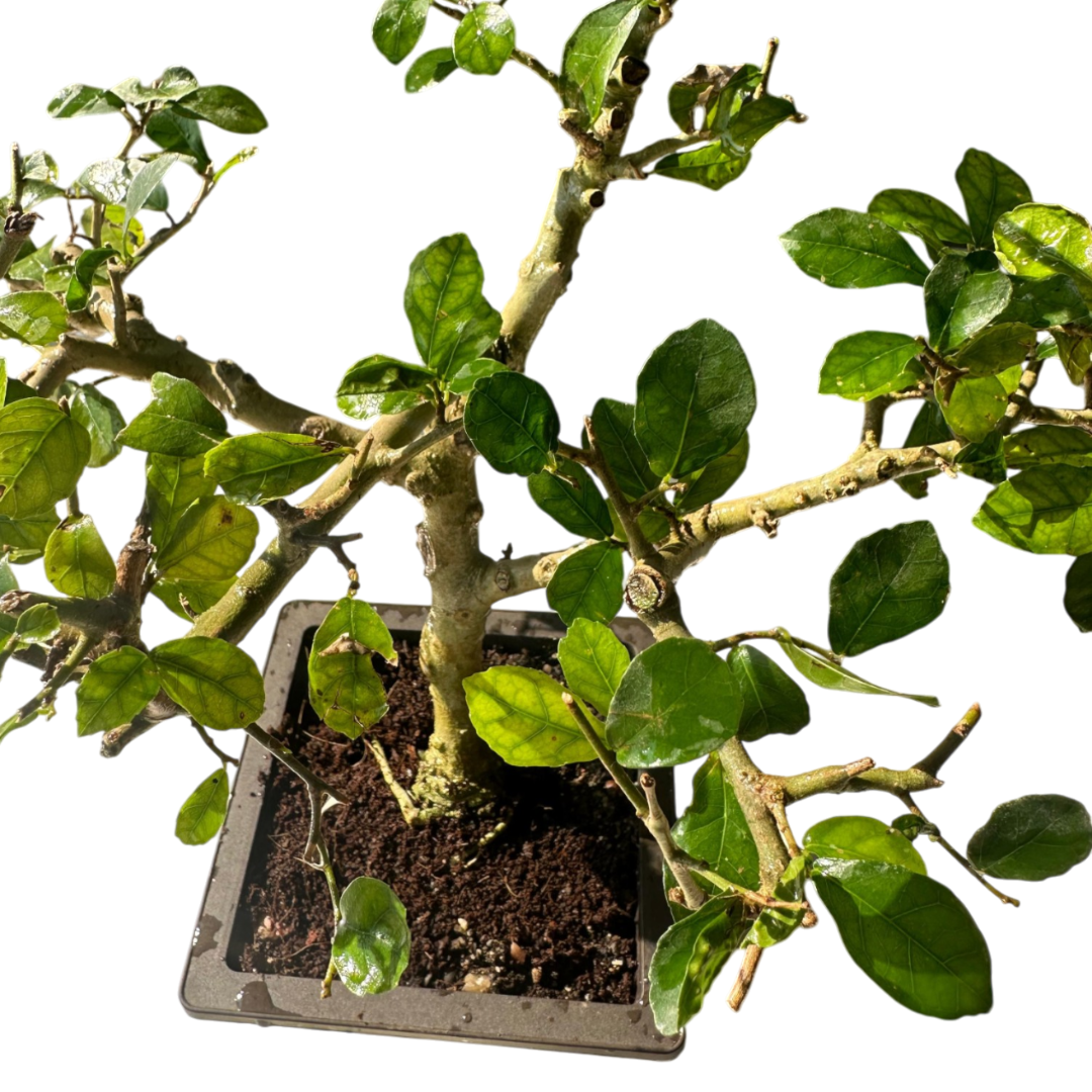 Green Paradise® Sandpaper Ficus Bonsai Streblus asper Bonsai Tree for –  GreenParadiseLive