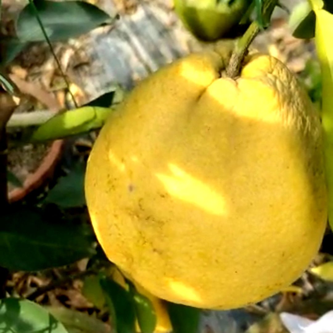Green paradise Vietnamese Malta new yellow Malta live Grafted Plant