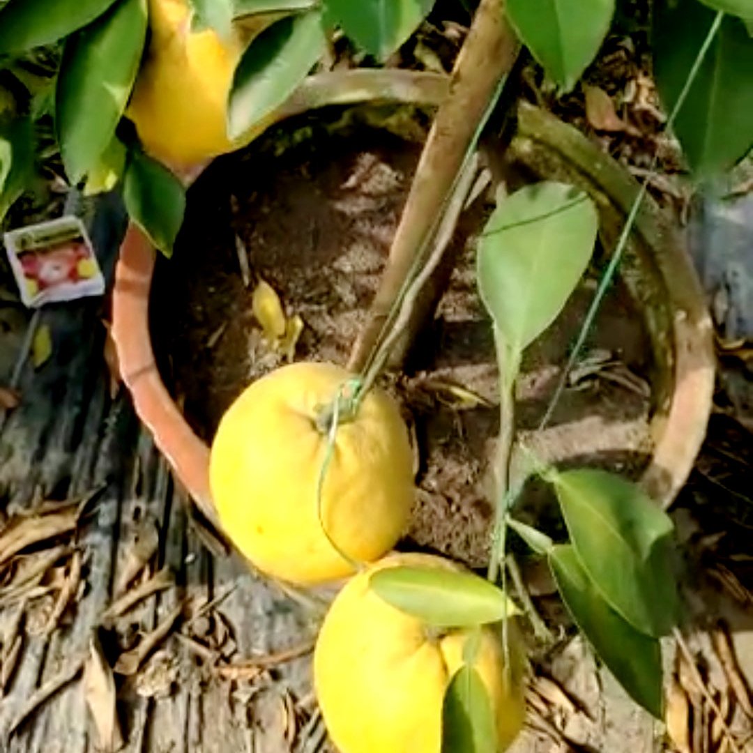 Green paradise Vietnamese Malta new yellow Malta live Grafted Plant