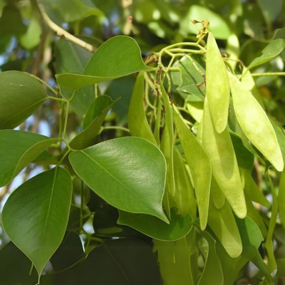 Shisham Dalbergia sissoo Plant