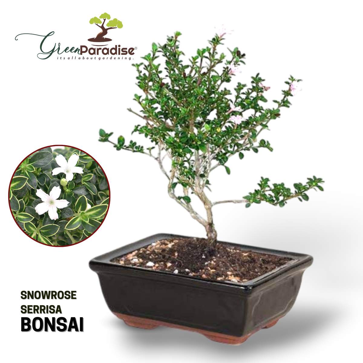 Snow Rose Serissa Bonsai with ceramic bonsai pot – GreenParadiseLive