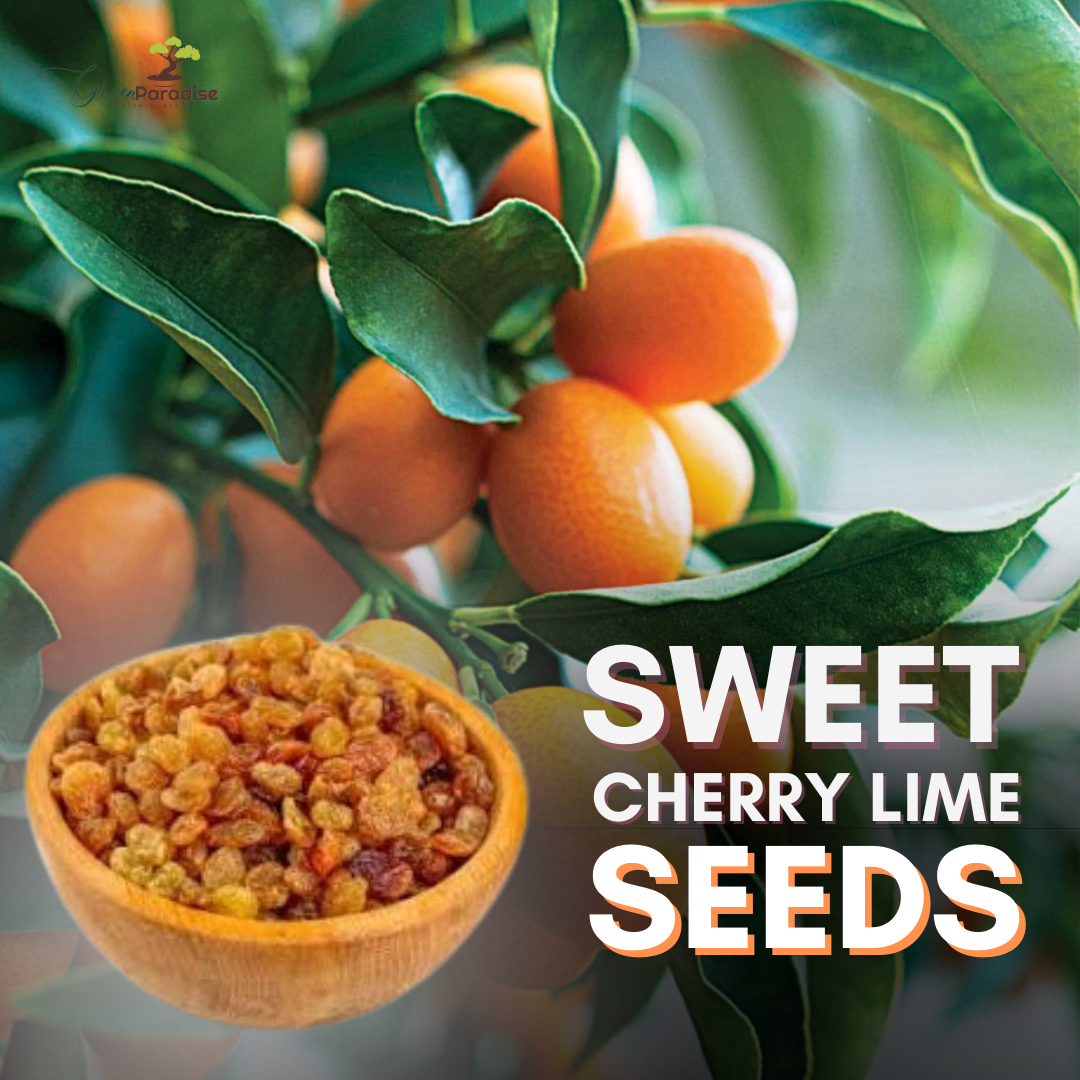 Green Paradise® Sweet Cherry Lemon Seeds(pack of 10) Suitable for Bonsai with Free Soil Media For Growing