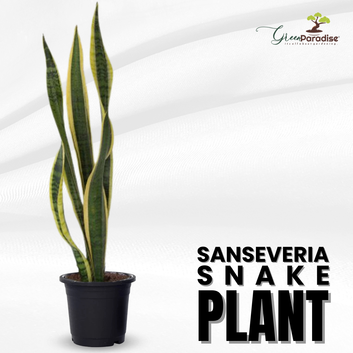 sansevieria air filter Sanseveria Snake Plant (Pot Included) Air Purifier – GreenParadiseLive
