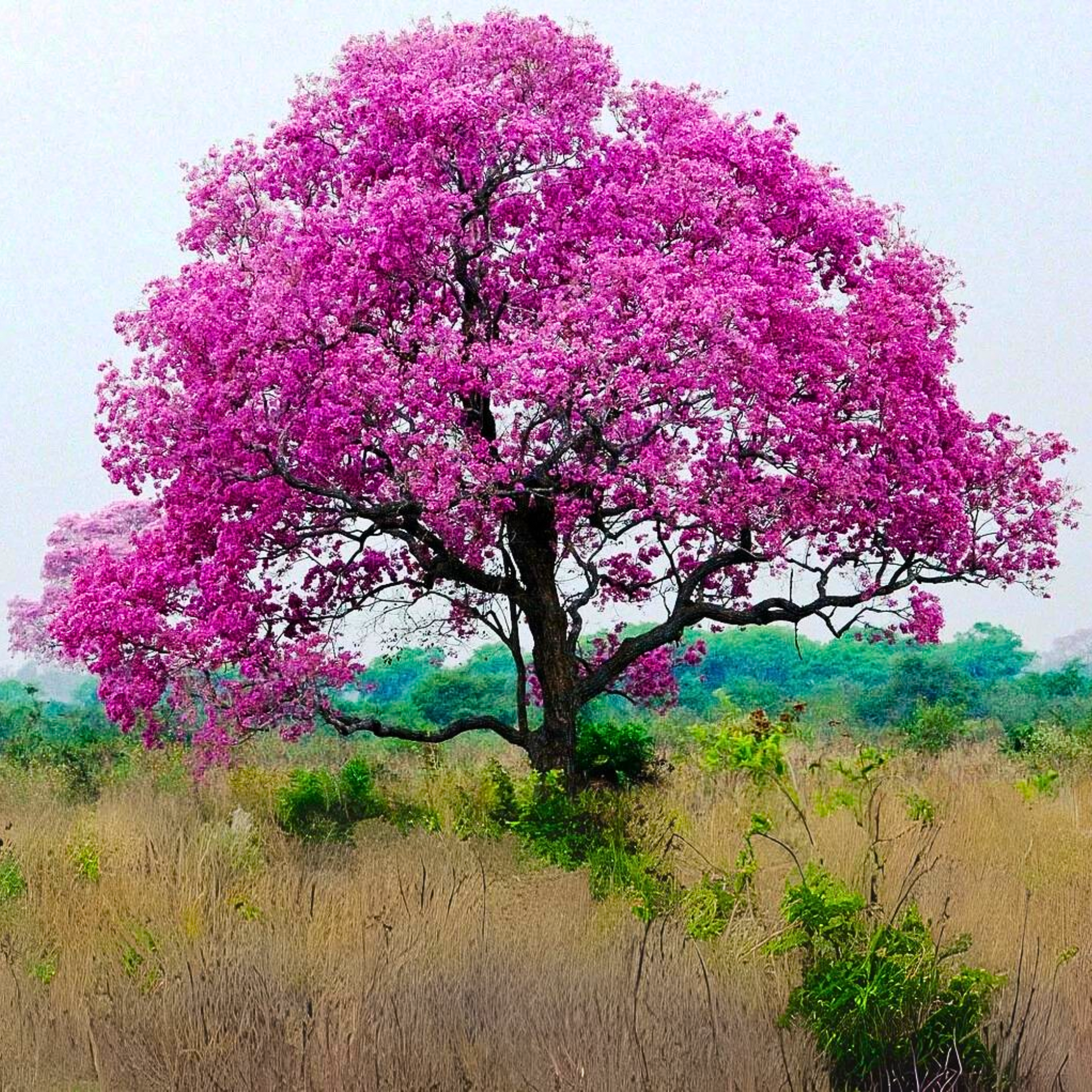 Green Paradise Tabebuia rosea Pink Trumpet Tree