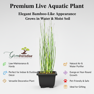 Green Paradise® Water Bamboo (Equisetum) – Live Aquatic Plant for Home Garden, Ponds & Indoor Décor | Low Maintenance Evergreen Horsetail Plant