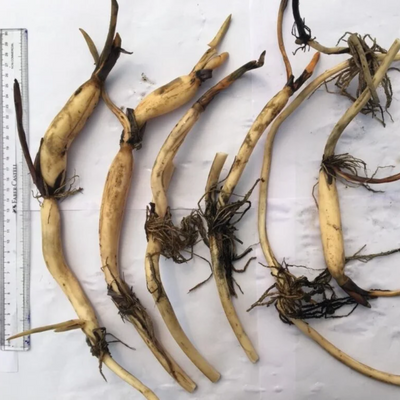 Green Paradise® Pink Lotus Tuber for Pond & Water Gardens – Healthy, Ready to Grow Aquatic Flower Plant Bulb (Pack of 3)