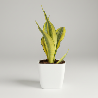 Green Paradise® Sansevieria Gold Dust Plant With Premium Pot– Rare Air Purifying Indoor Plant