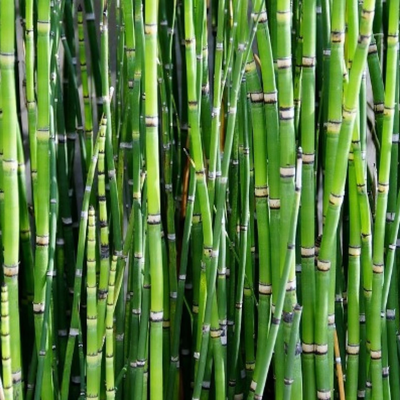 Green Paradise® Horsetail Plant (Equisetum hyemale) – Live Bamboo Reed Plant for Indoor & Outdoor Décor | Low Maintenance Aquatic Plant