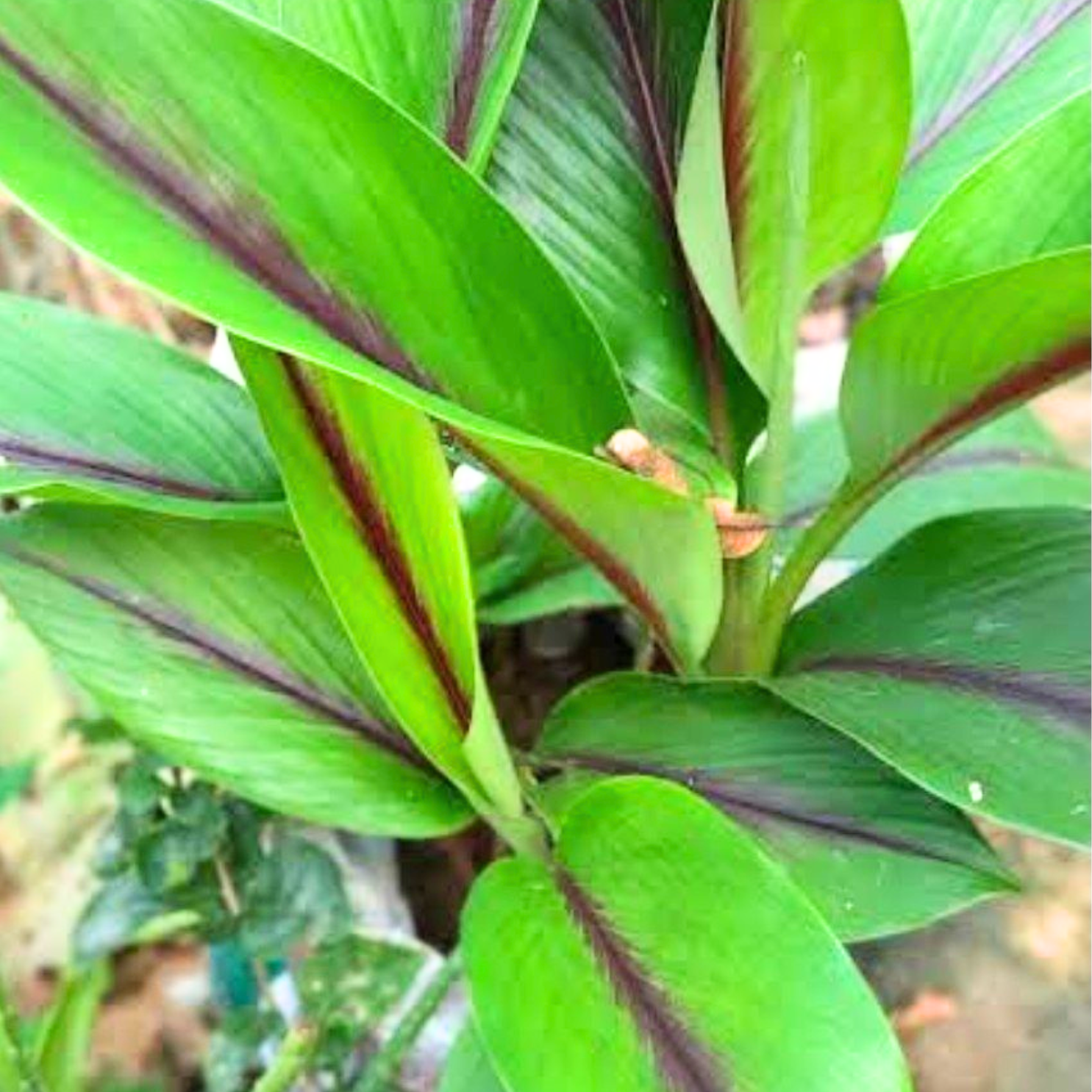 Green Paradise® Black Turmeric Live Plant (Curcuma Caesia) – Rare Medicinal Herb