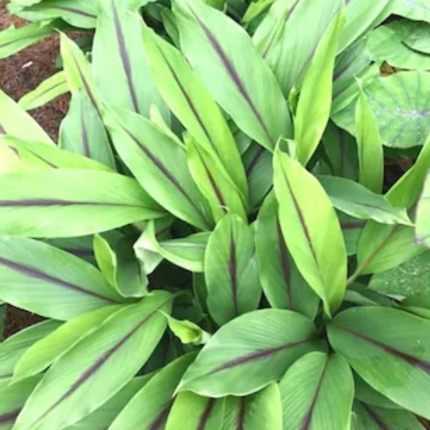 Green Paradise® Black Turmeric Live Plant (Curcuma Caesia) – Rare Medicinal Herb