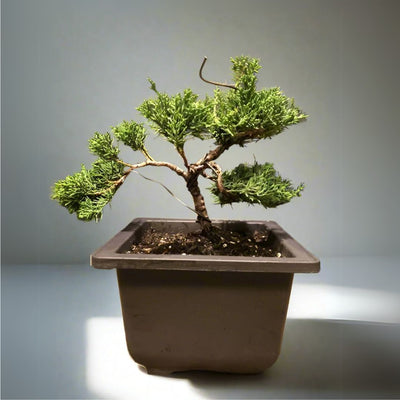 Chinensis Juniper Live Plant Sapling for Bonsai Trainning