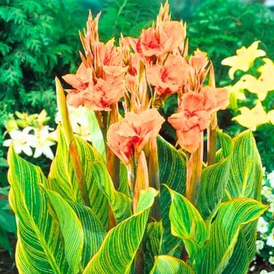 Green Paradise® Variegated Canna Plant – Live Tropical Flowering Plant for Garden & Pots