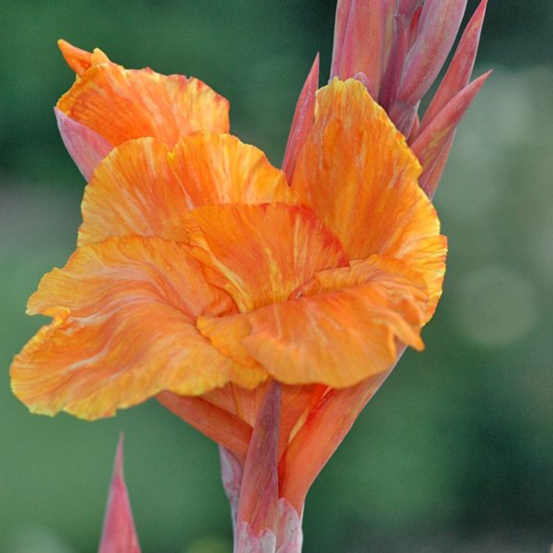 Green Paradise® Variegated Canna Plant – Live Tropical Flowering Plant for Garden & Pots