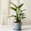 Green Paradise® Bird of Paradise Plant – Tropical Indoor Beauty for Home & Office