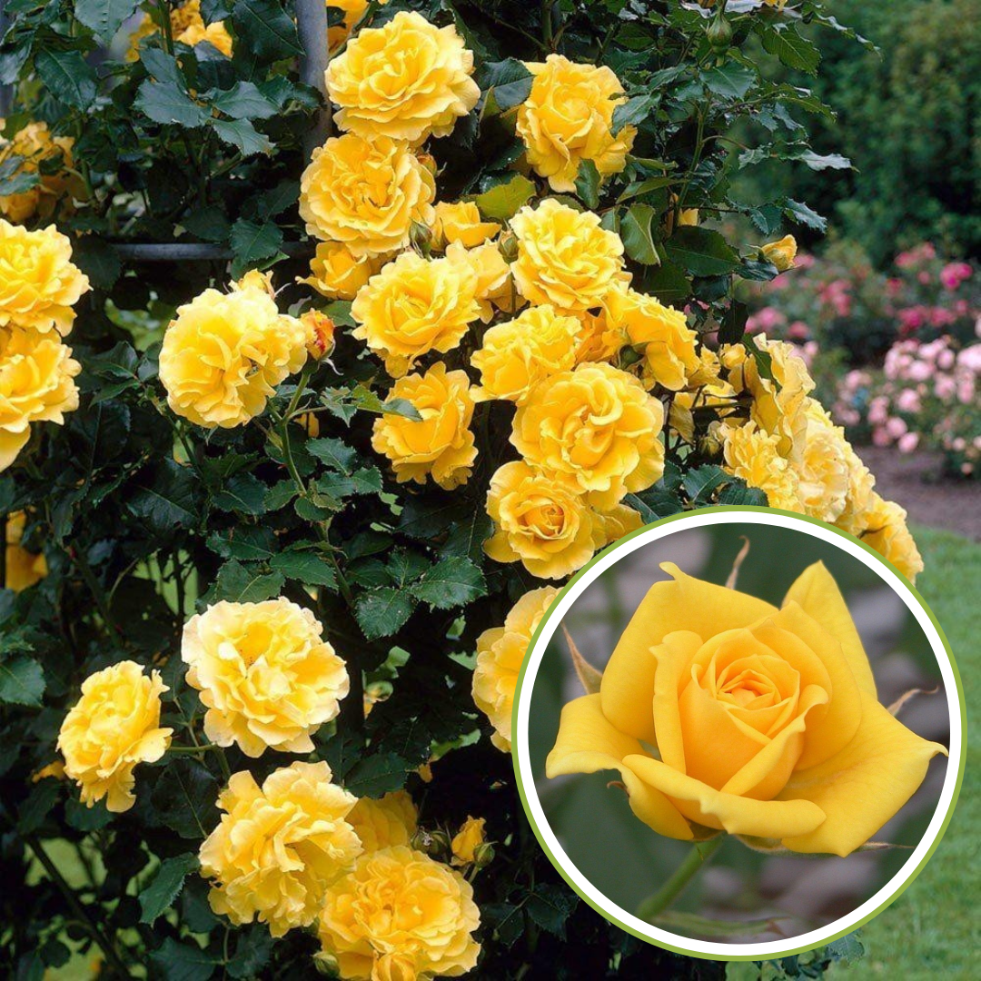 English Rose Plant (Yellow)
