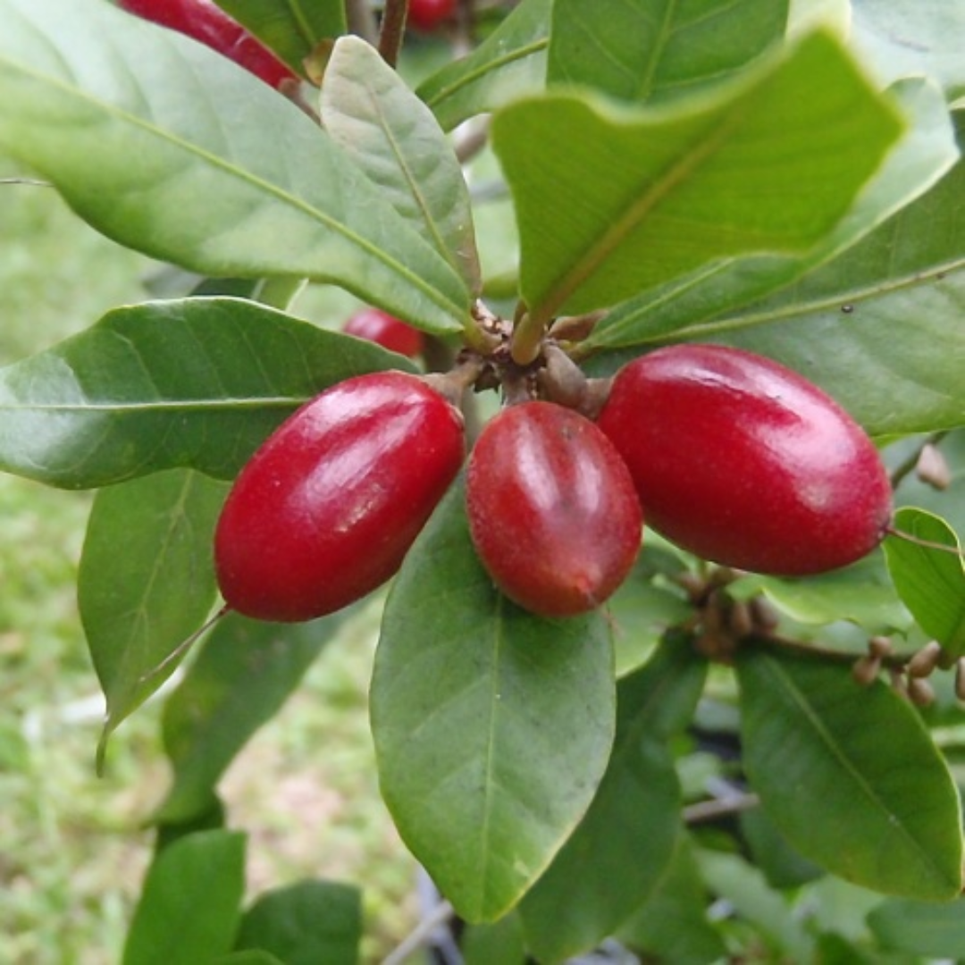 Green Paradise® Miracle Fruit Live Plant