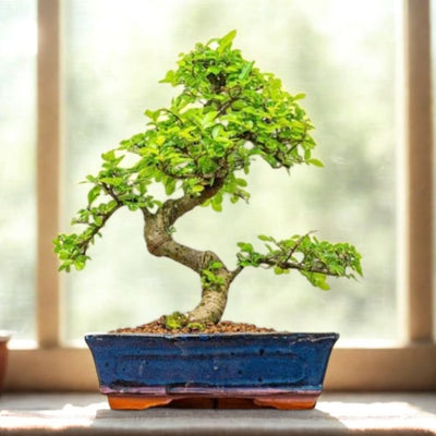 Korean Pepper Lero Lero Pre Bonsai Mature Sapling Plant for Bonsai in a Poly Bag