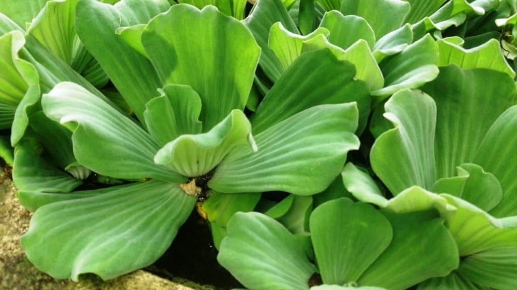 Green Paradise® Water Rose (Aquatic Pistia) Water Cabbage Live Healthy Plant
