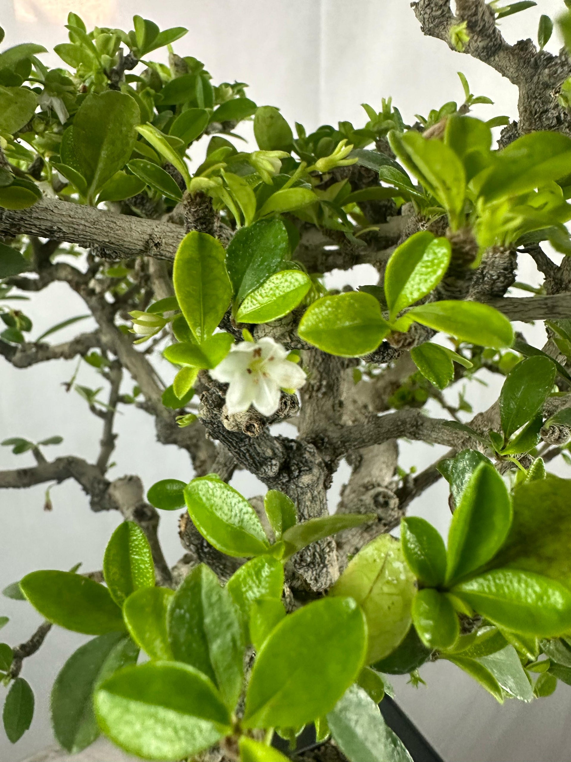 carmona microphylla Fukien tea Mature and old bonsai tree 8 years plastic training pot