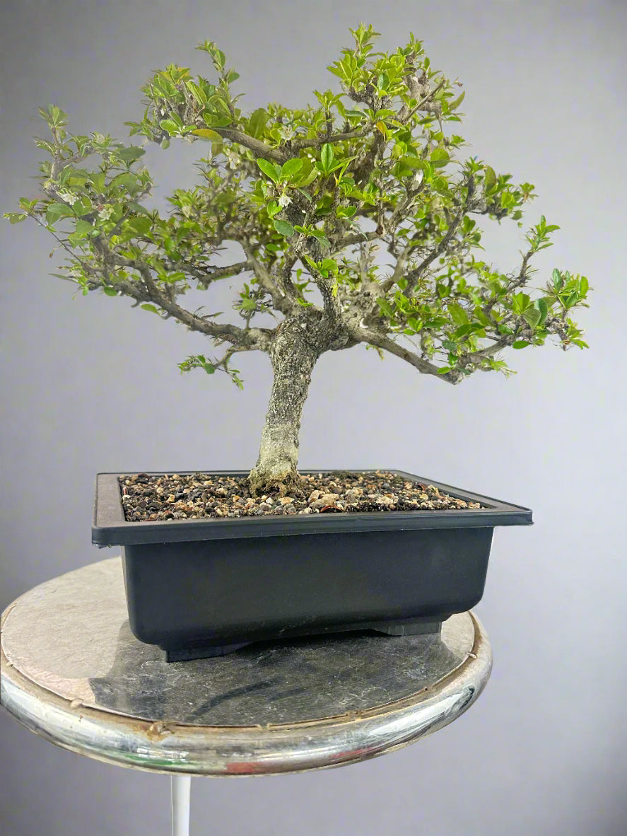 carmona microphylla Fukien tea Mature and old bonsai tree 8 years plastic training pot