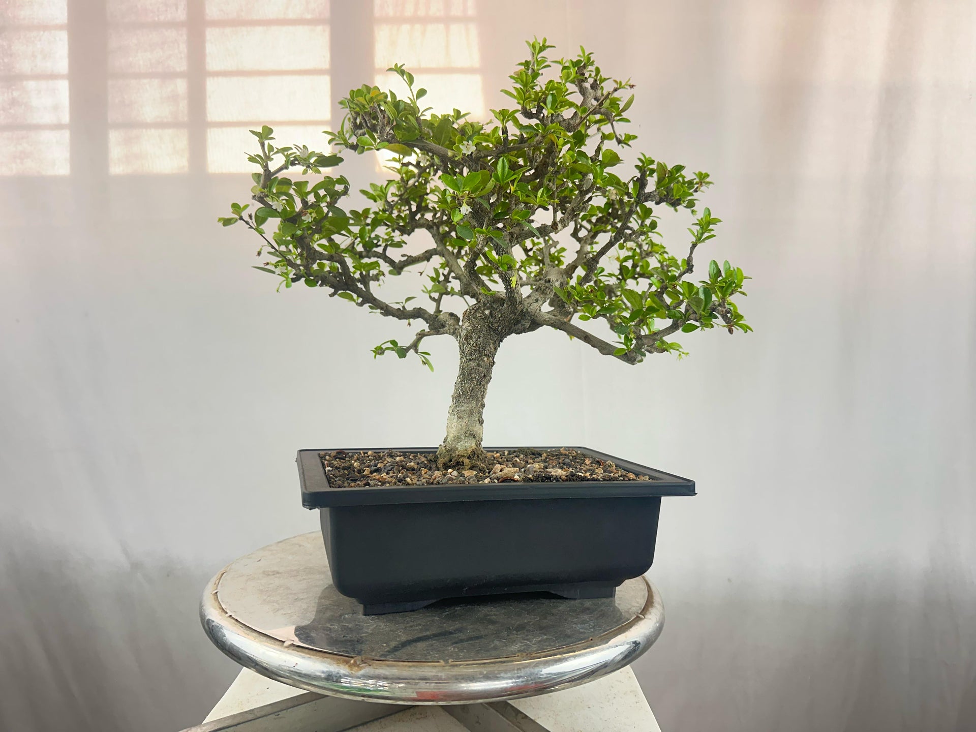 carmona microphylla Fukien tea Mature and old bonsai tree 8 years plastic training pot